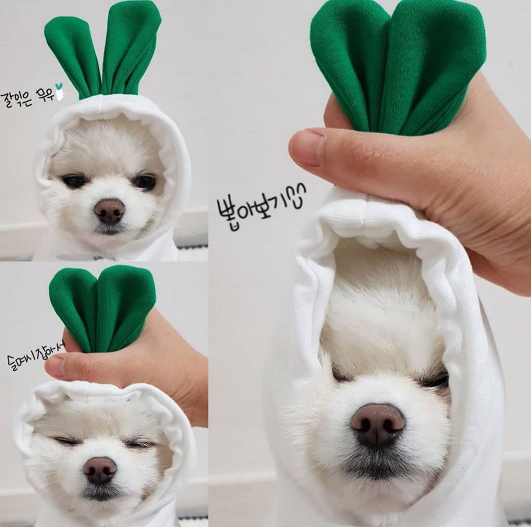 Cute Warm Dog Hoodies