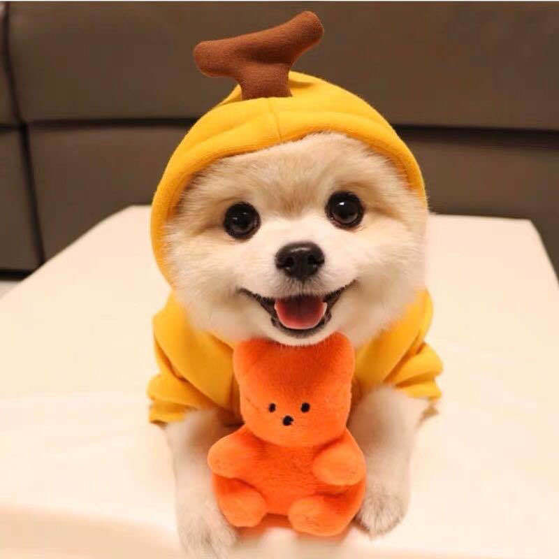 Cute Warm Dog Hoodies